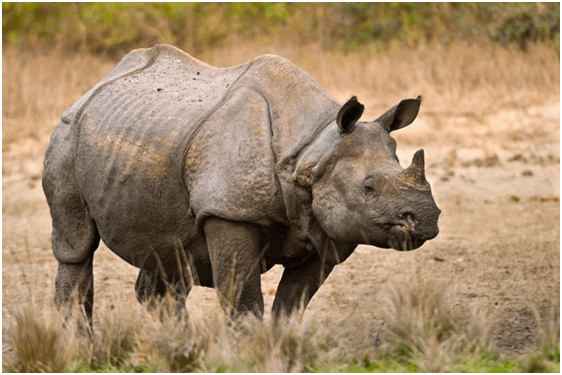 Kaziranga National Park – Where the Wild Still Rules